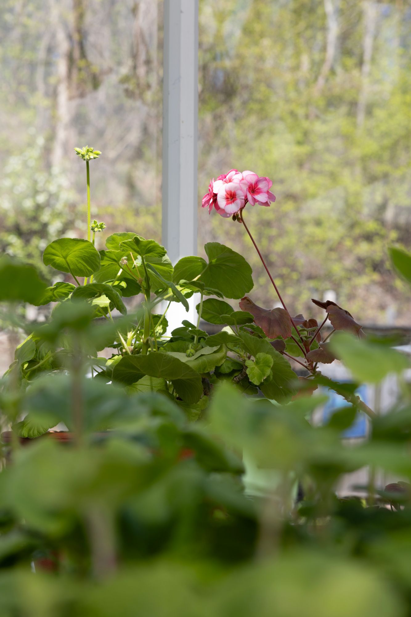 Rosa geraniumblomst som blomstrer ved et vindu, uskarp forgrunn av grønt løvverk.