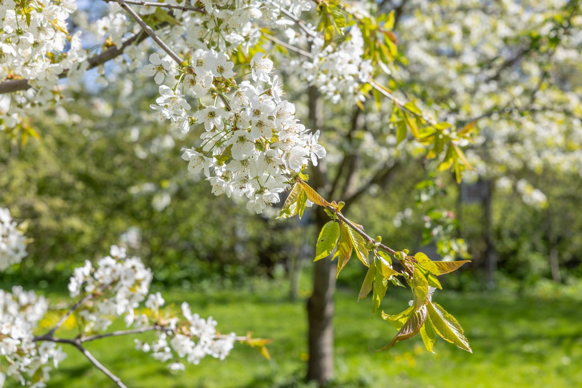 Hvite blomster og grønne blader på tregrener i en solrik frukthage.