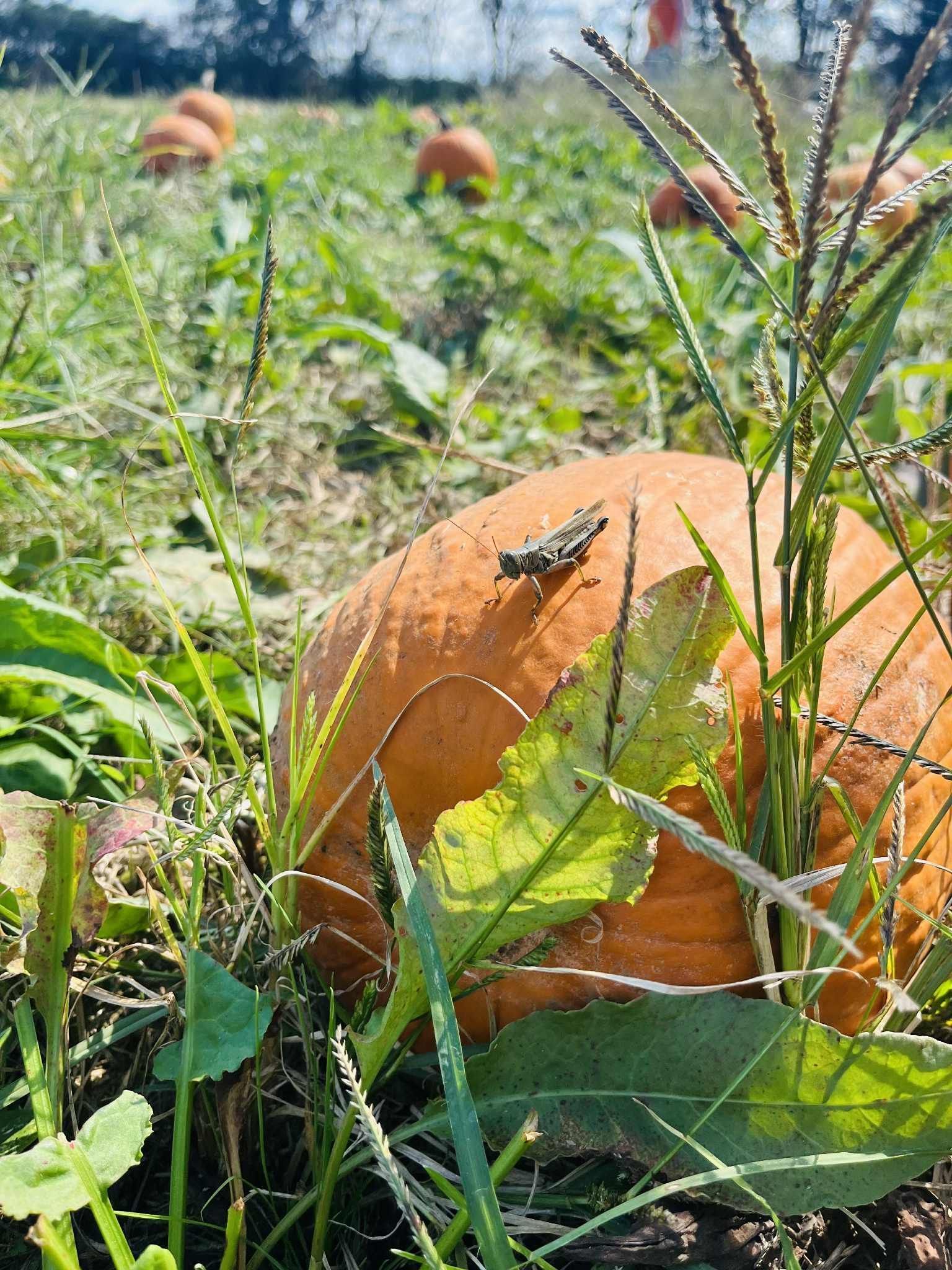 A grasshopper sits on a bright orange pumpkin in a grassy field with other pumpkins in the background.