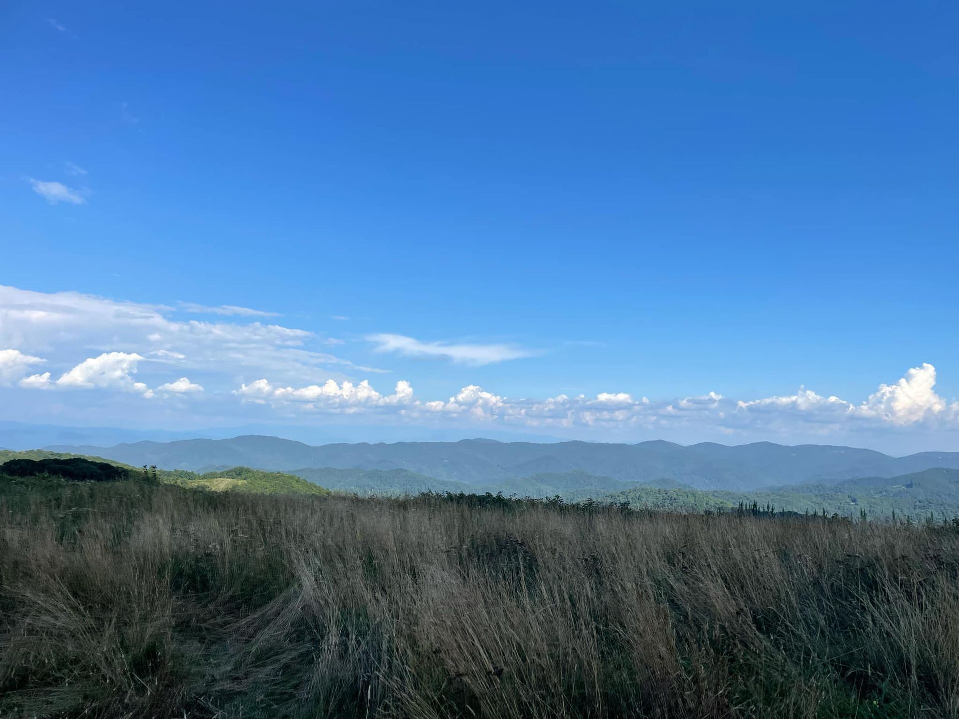 A scenic view of a tall, dry grassy field under a bright blue sky with light clouds, overlooking distant blue mountains.