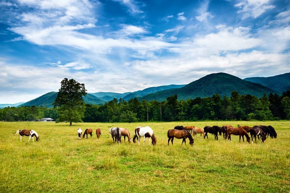 Experience Horseback Riding at Five Oaks Riding Stables