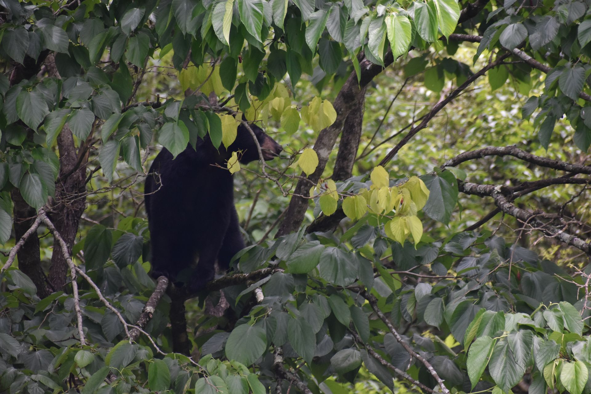 Diverse Wildlife Of The Smoky Mountains