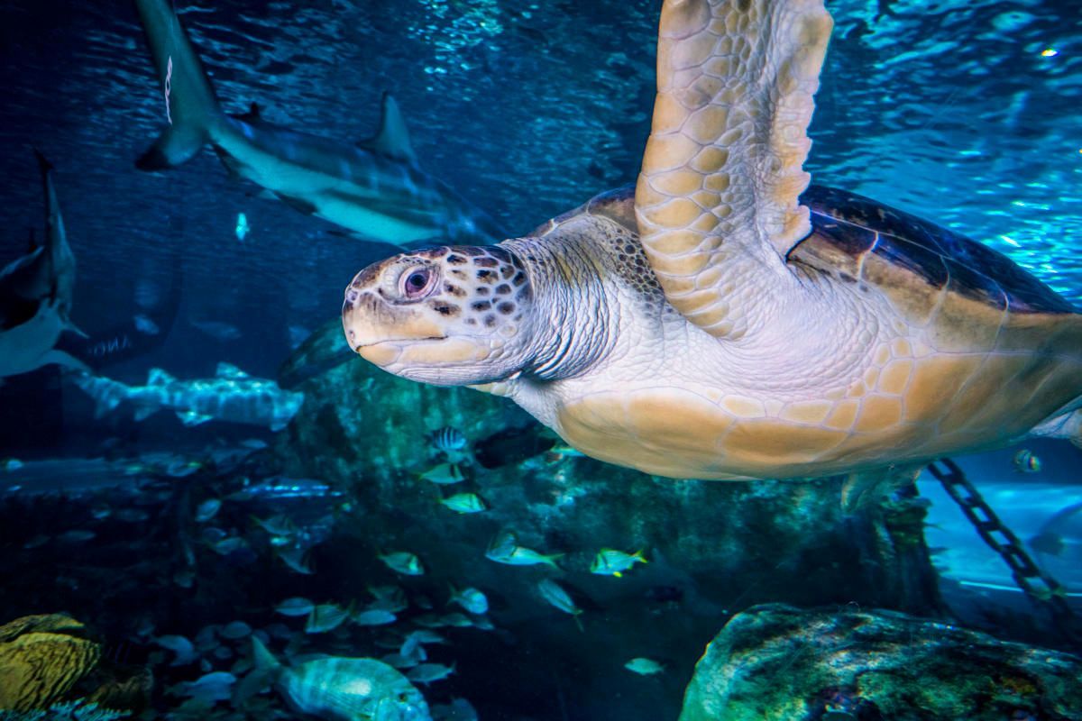A sea turtle swims gracefully in a deep blue aquarium, with a shark visible in the background among rocks and small fish.