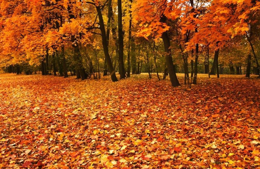 A forest path covered in a thick layer of vibrant orange and yellow fallen autumn leaves.
