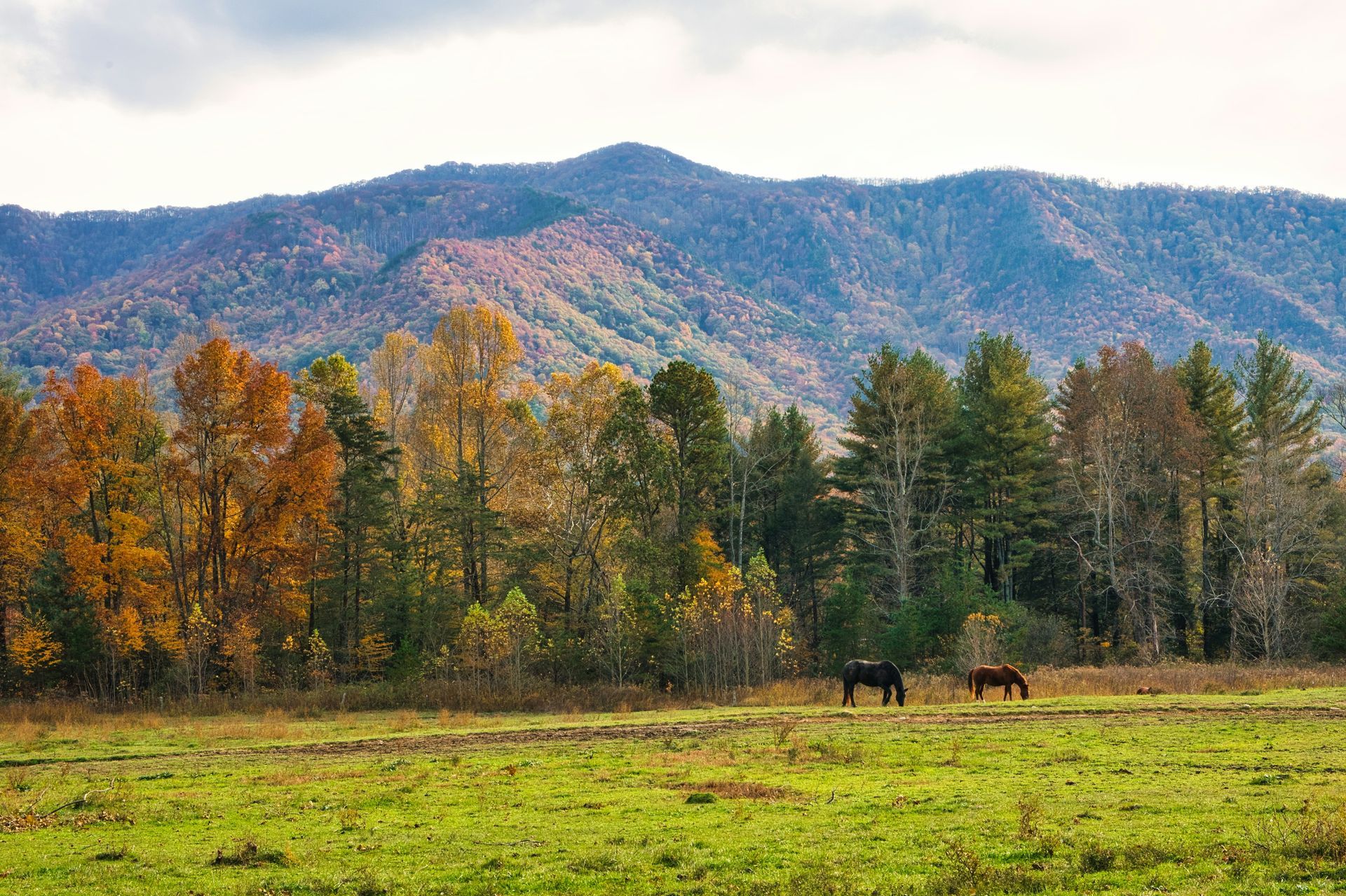 Two horses graze in a vibrant autumn meadow before a backdrop of colorful, forested mountains under a cloudy sky.