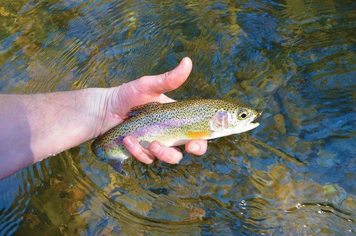 A person holds a small, spotted rainbow trout over the clear, shallow water of a stream.