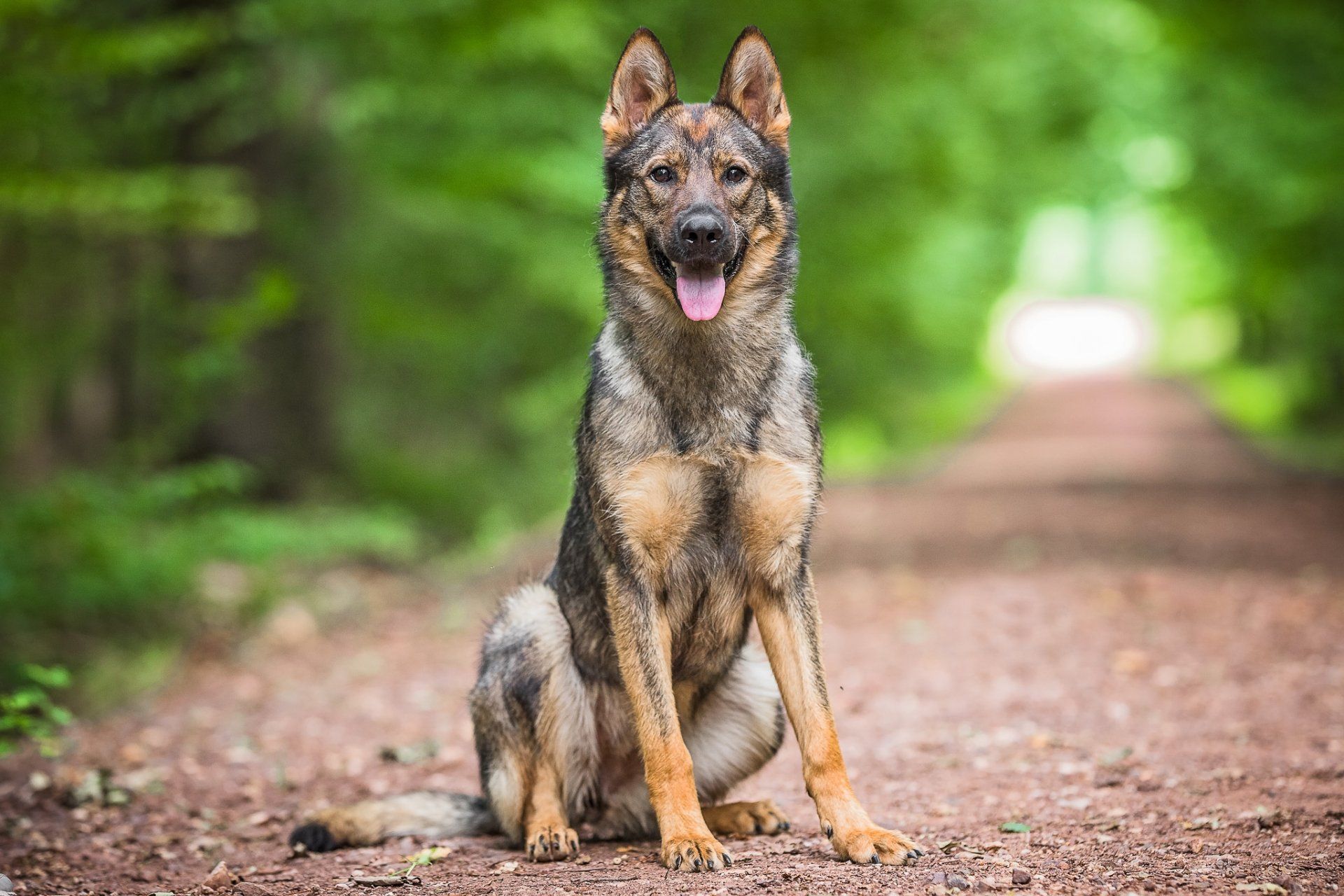 fully trained protection dogs for sale