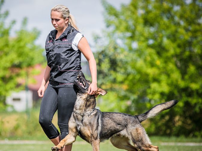 trained protection dogs for women
