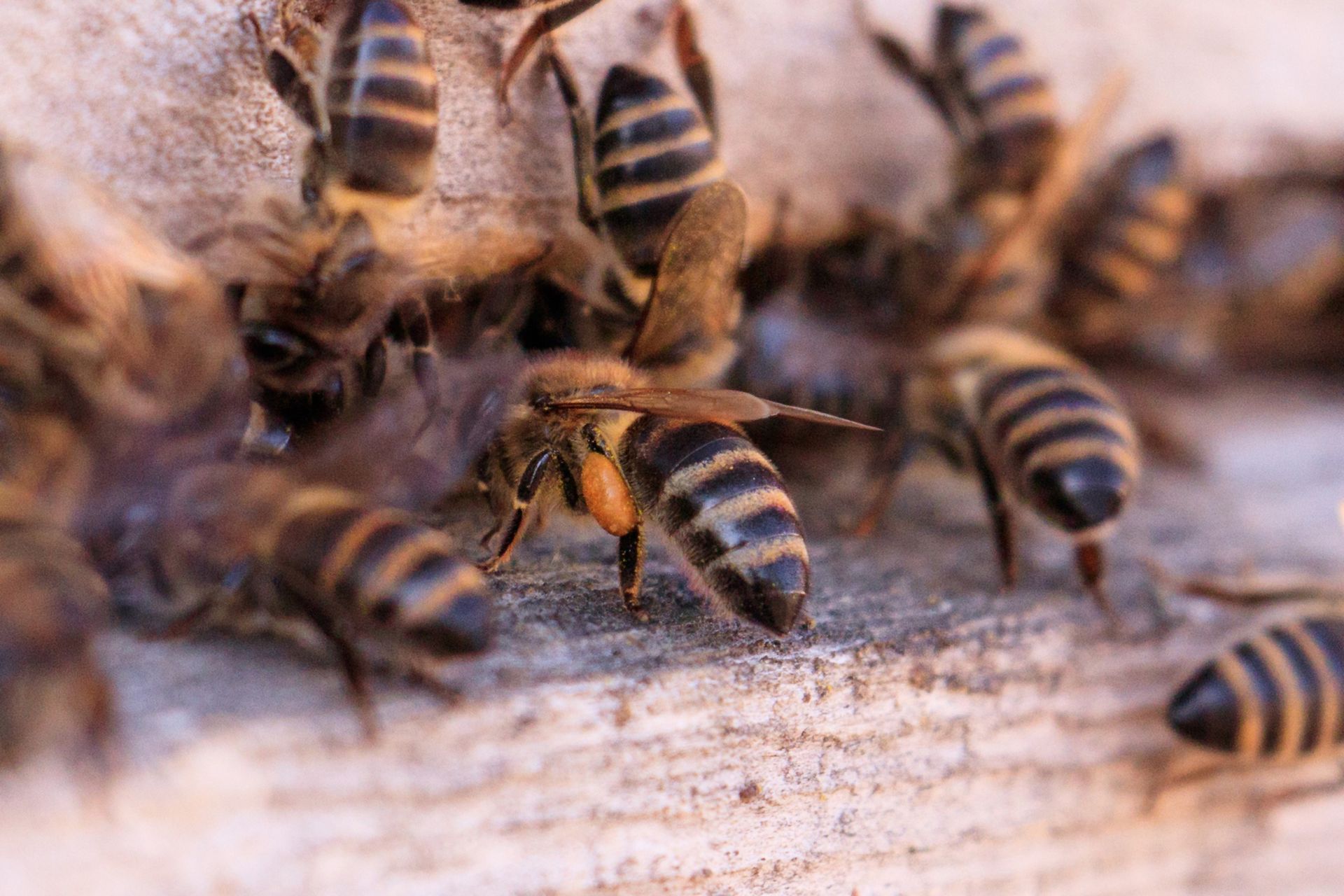 Bees Control Services in Murrieta, CA