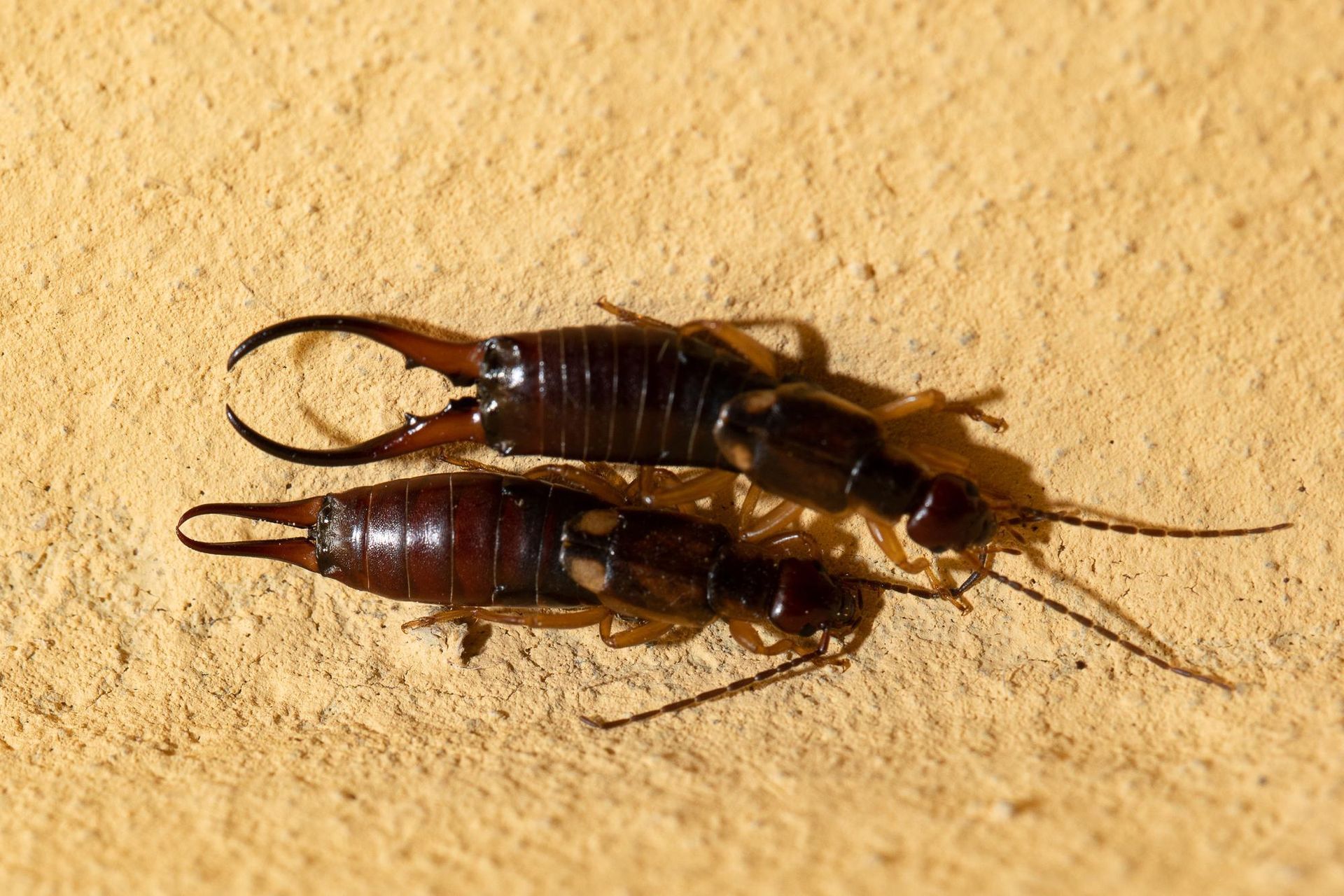 earwig contolr