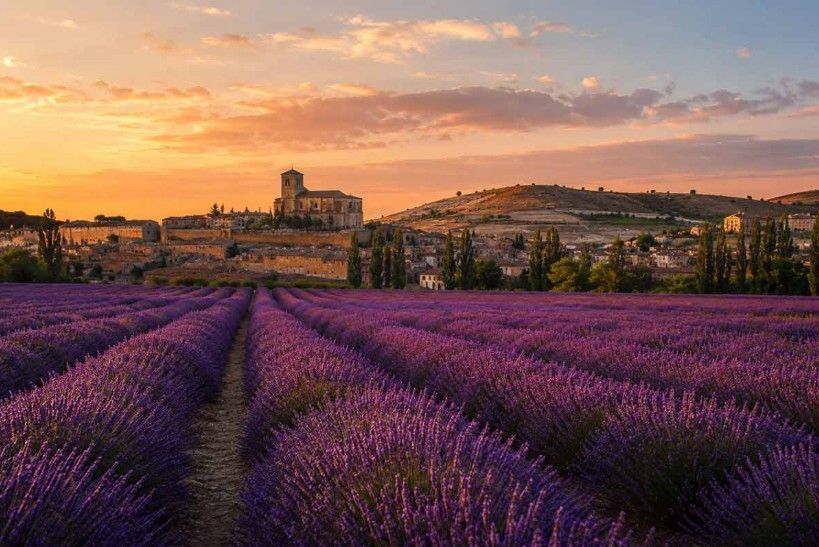 Campos de lavanda de Brihuega.