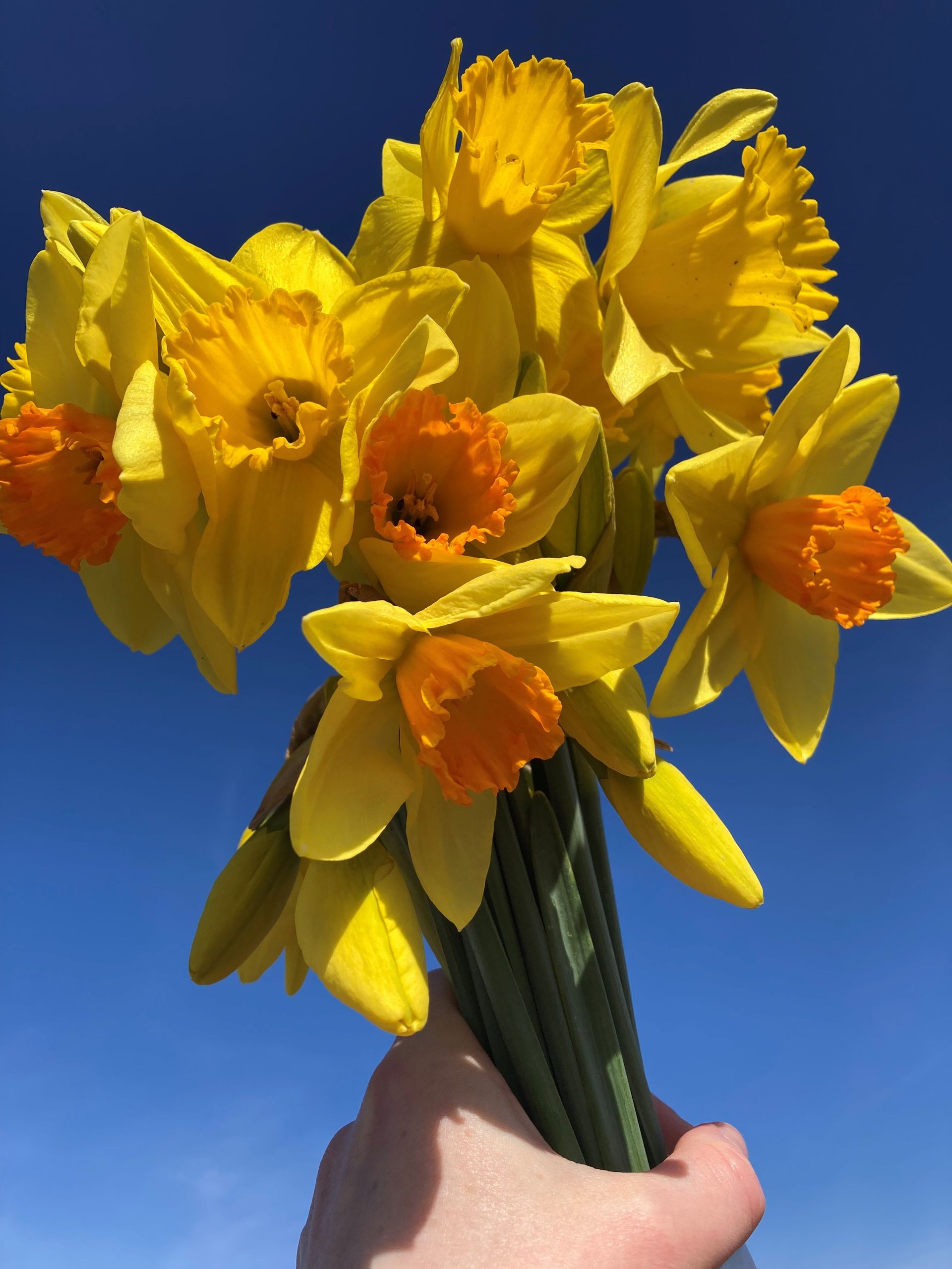 Homegrown daffodils available for PYO at a farm in North Yorkshire offering family events throughout the season 