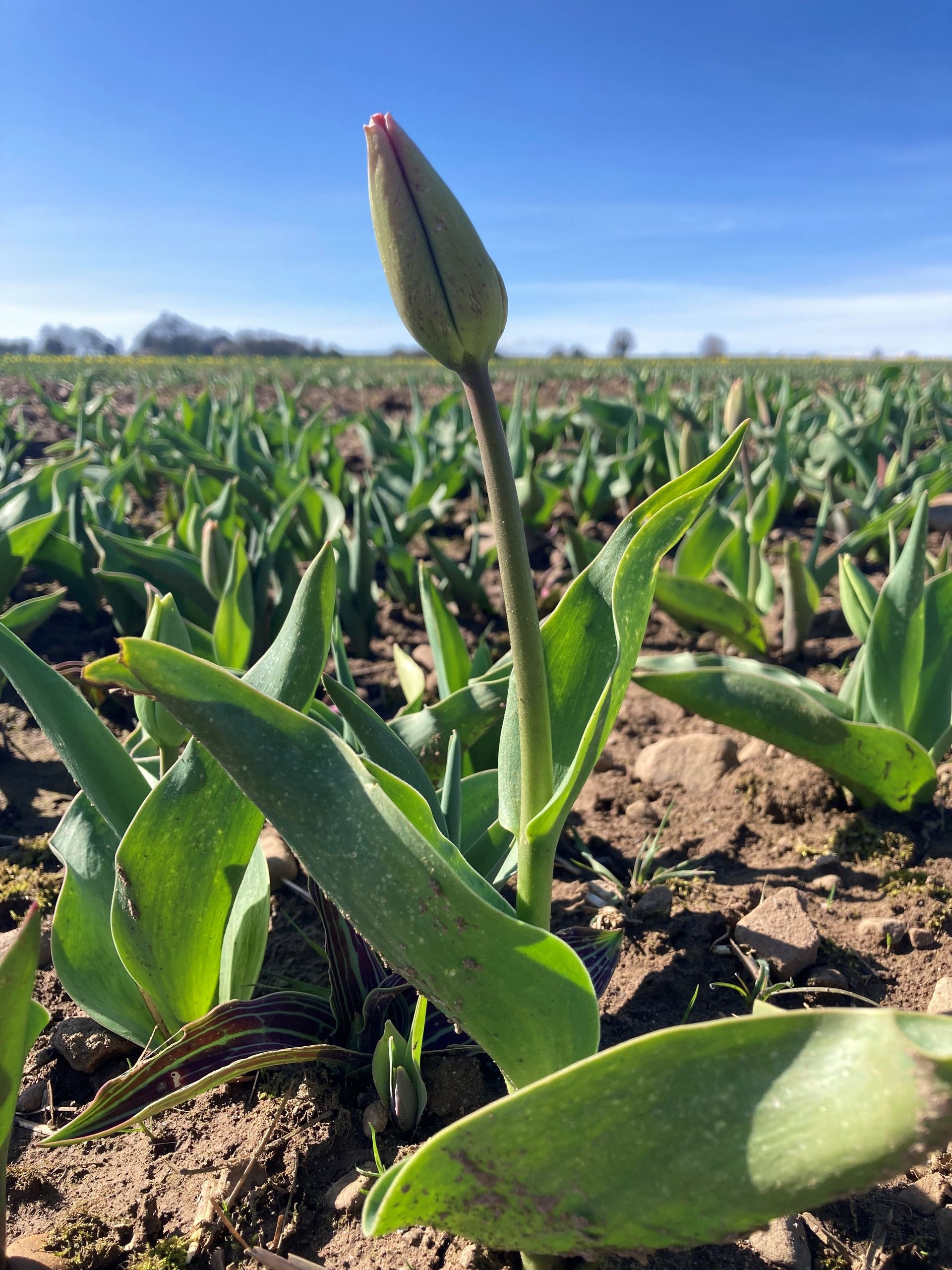 Tulips grown in maze walkway alongside daffodils for Spring pick your own event at Mallard Grange Farm