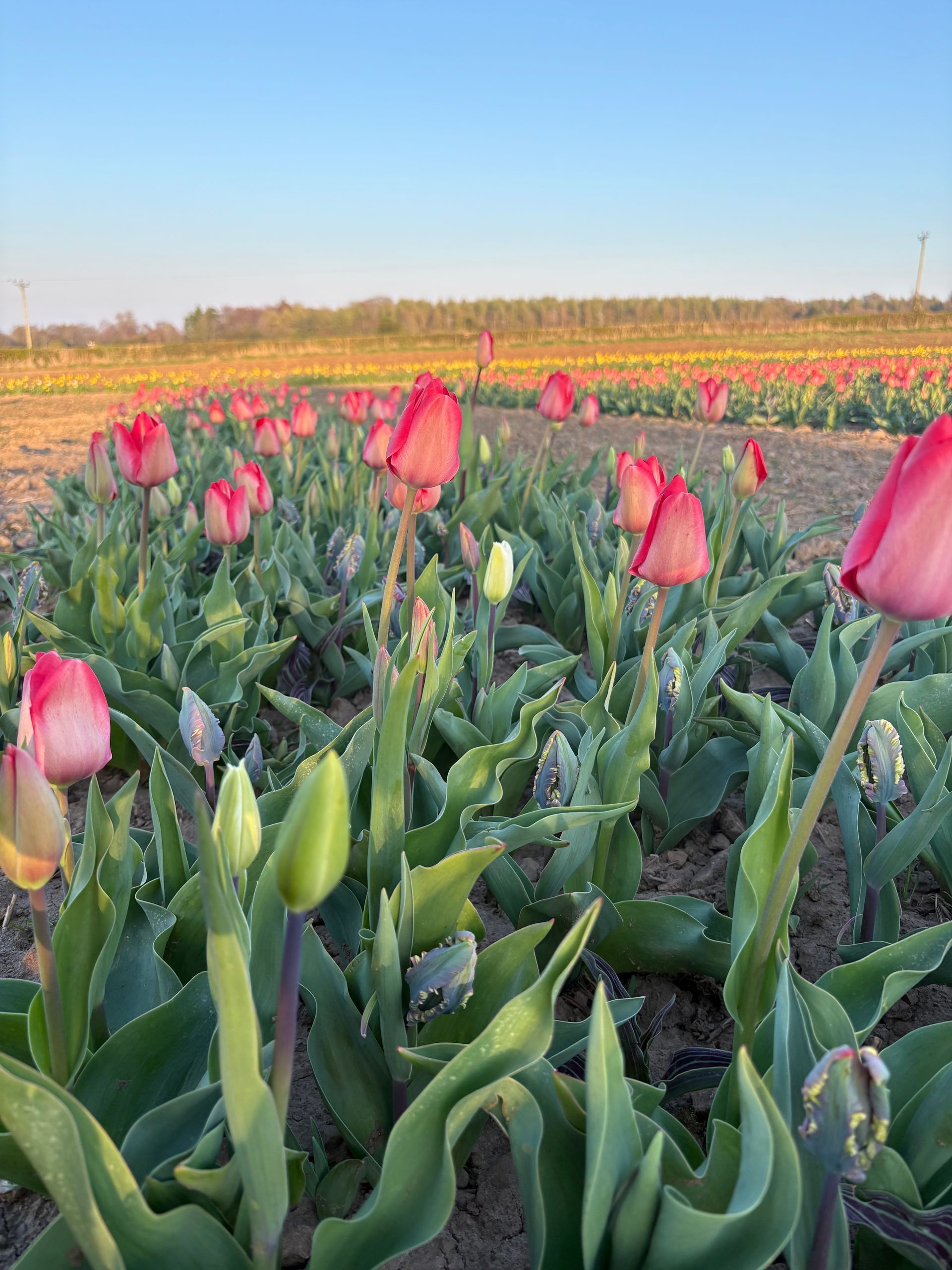 Homegrown British tulips and daffodils at Mallard Grange Farm to buy locally or for pick your own events in North Yorkshire