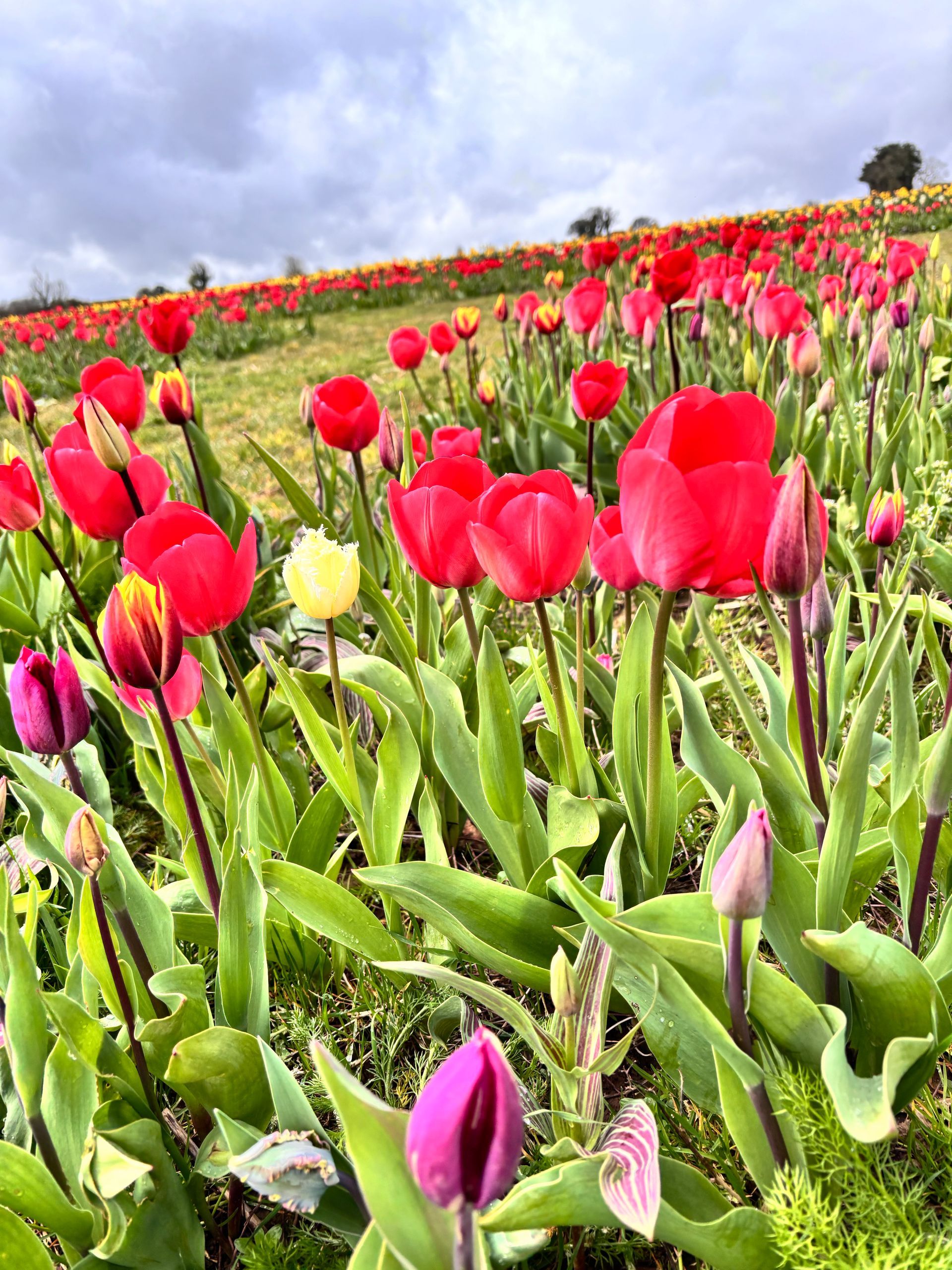 A pick your own field of tulips and daffodils in North Yorkshire at Mallard Grange Farm