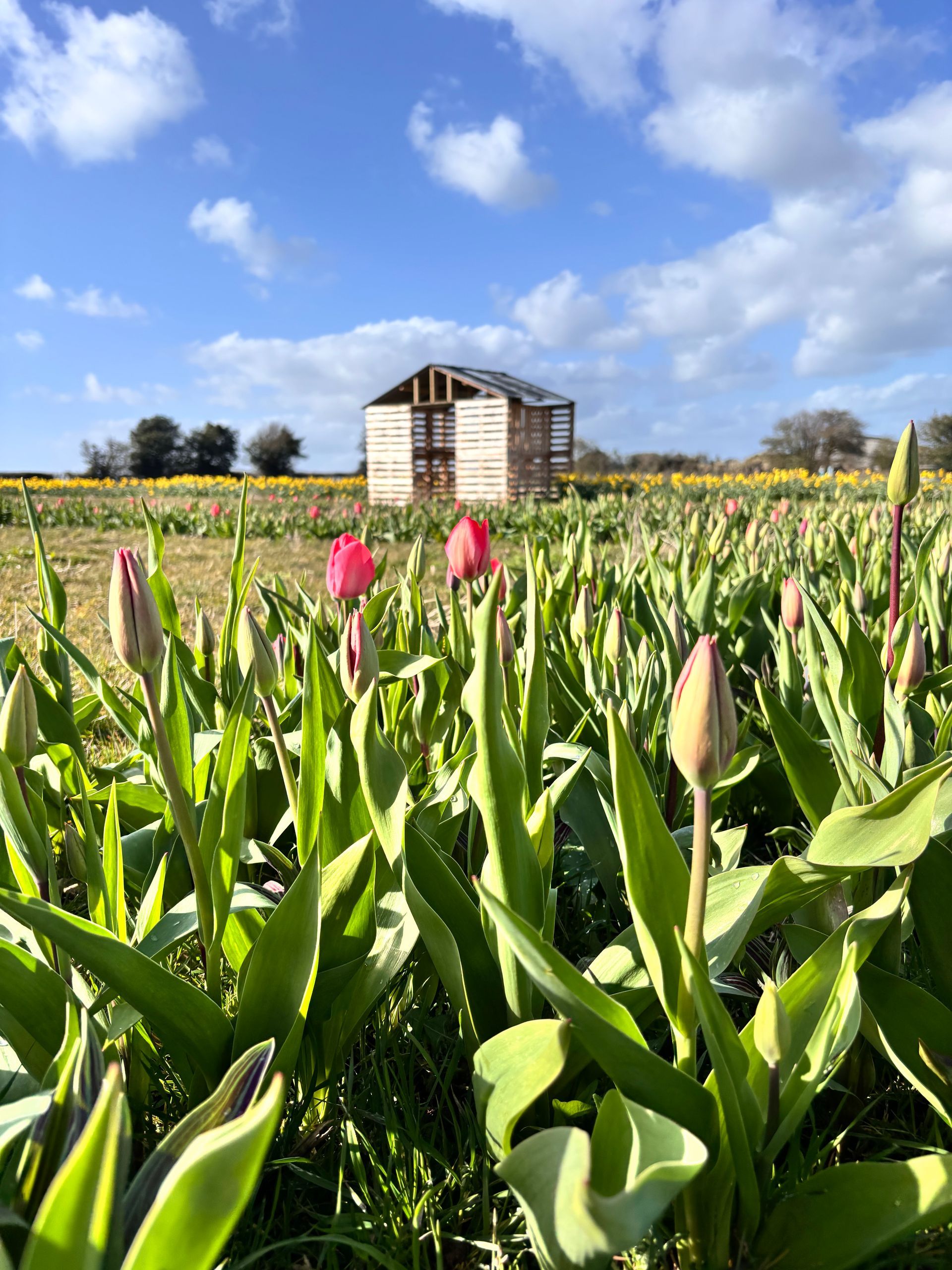 A filed of mixed tulips and daffodils for pick your own in Ripon North Yorkshire at Mallard Grange Farm
