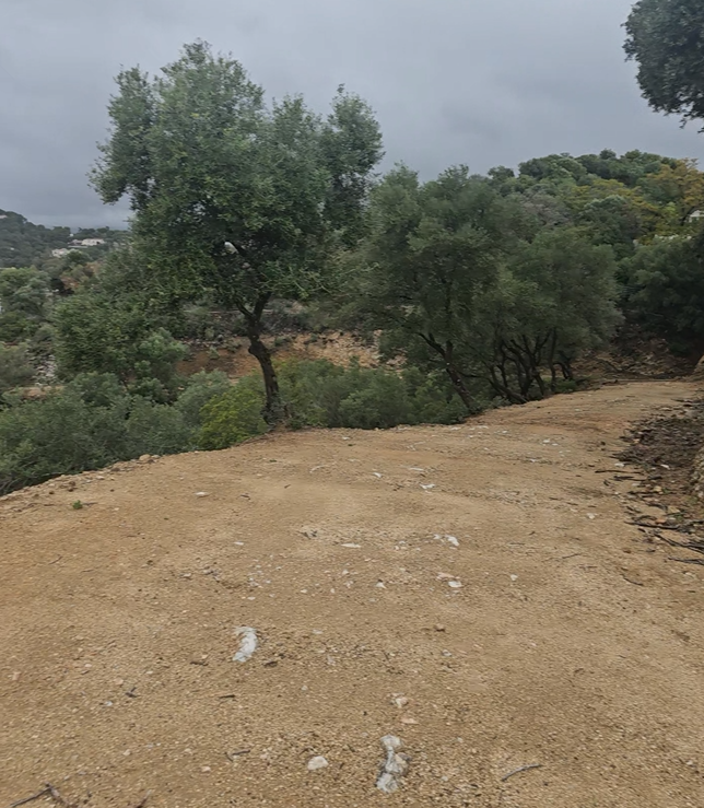 Un camino de tierra serpentea cuesta arriba entre árboles bajo un cielo nublado.