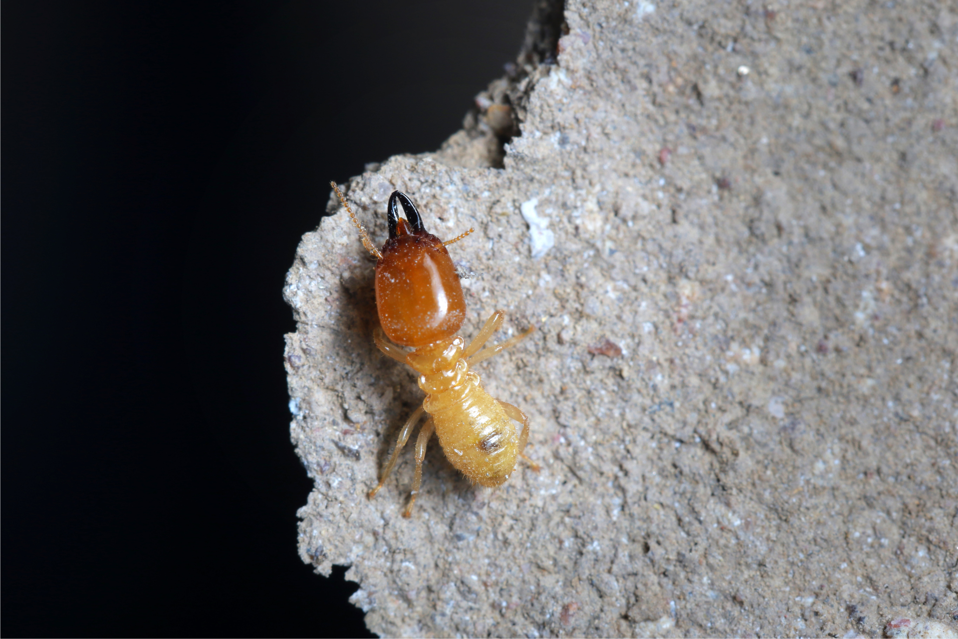 A termite is crawling on a piece of concrete.