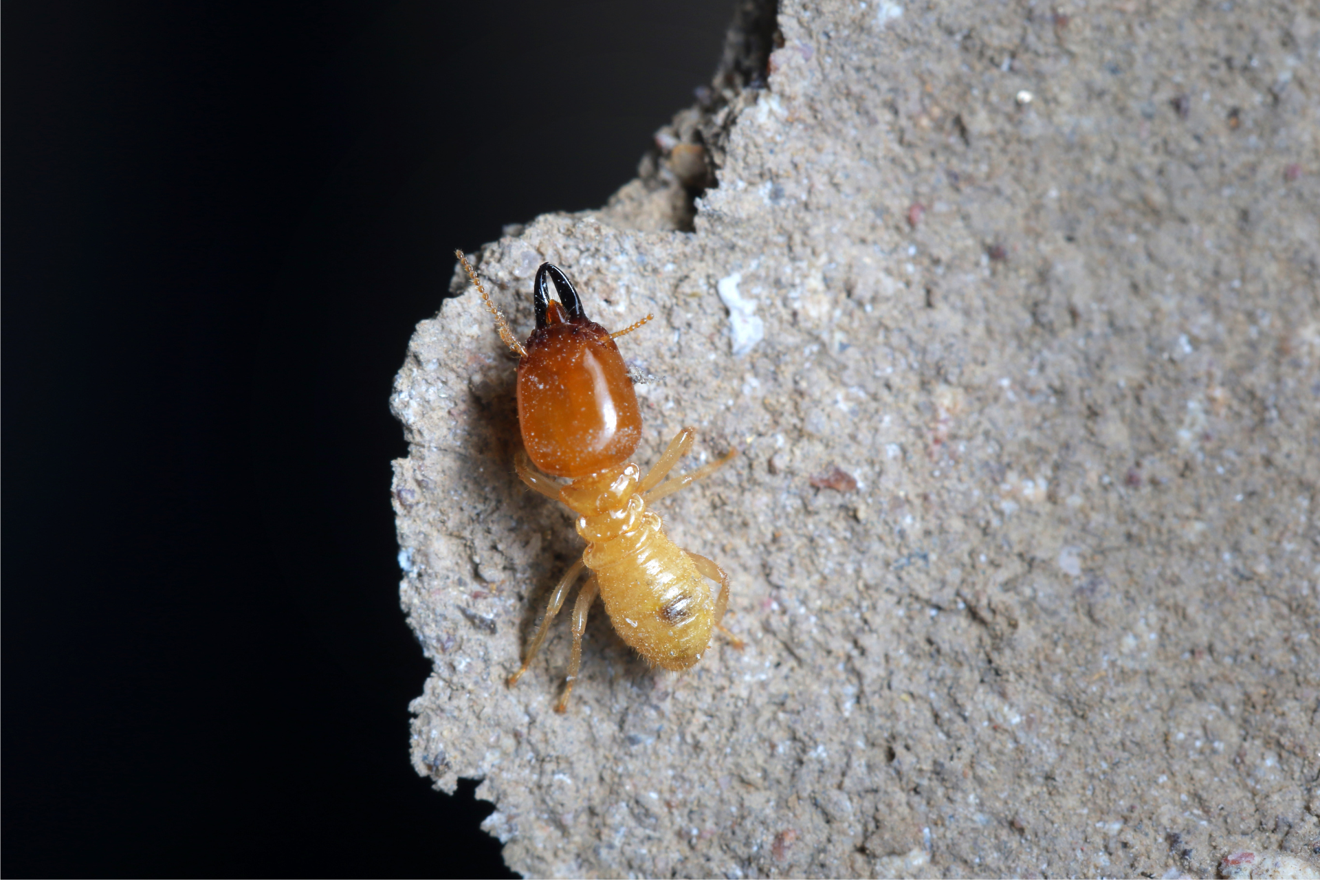 The Hidden Dangers of Ignoring Pest Infestations