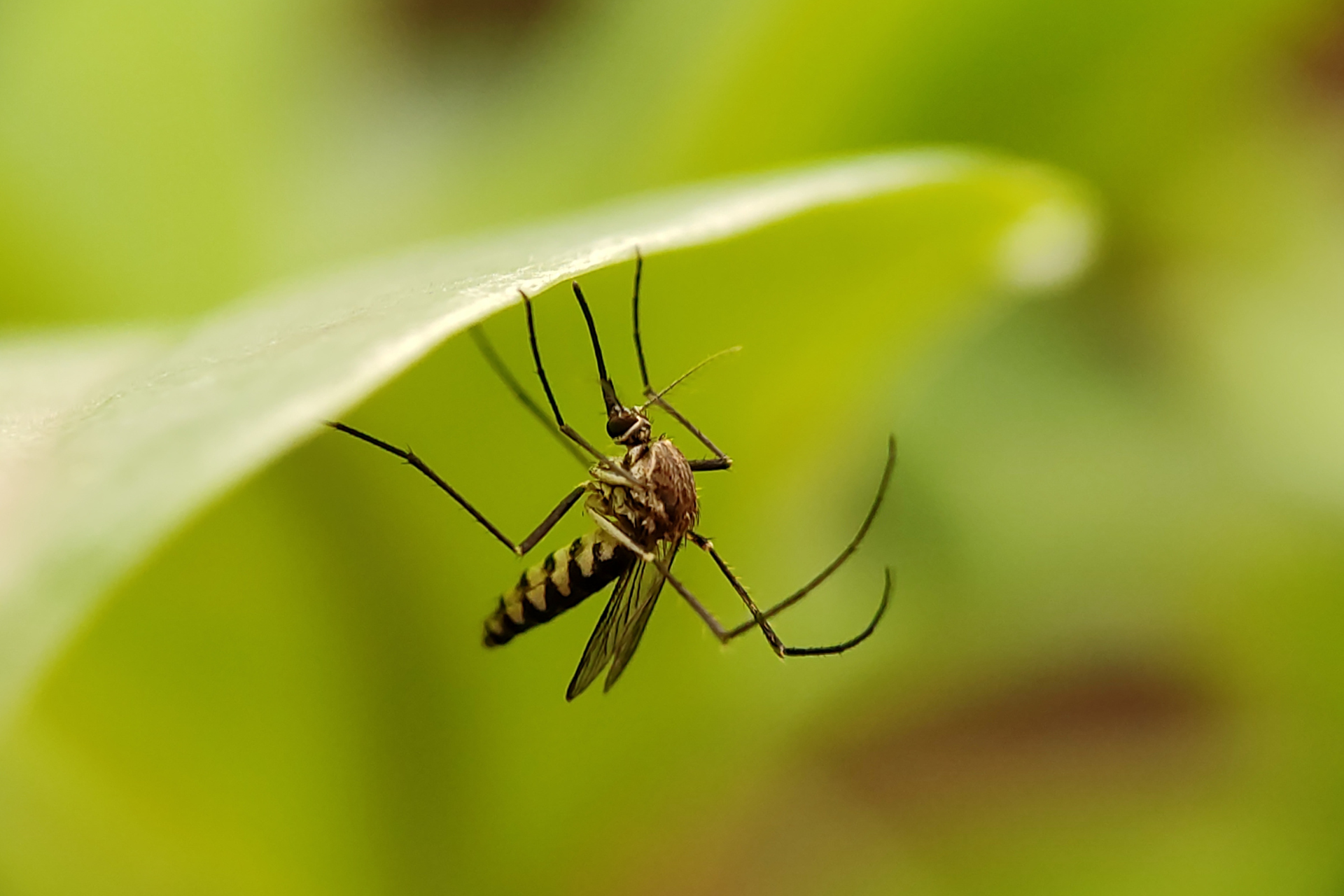 A mosquito is sitting on top of a green leaf.