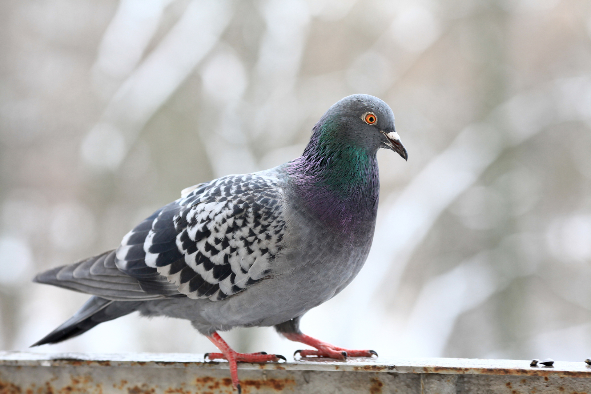 A pigeon is standing on a metal railing.