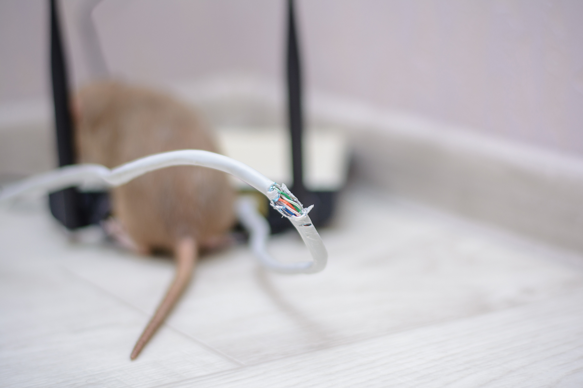 mouse-chewed-wire