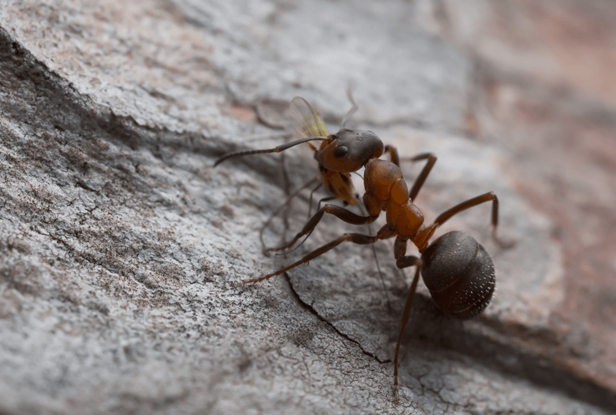 Get-Rid-Of-Ants