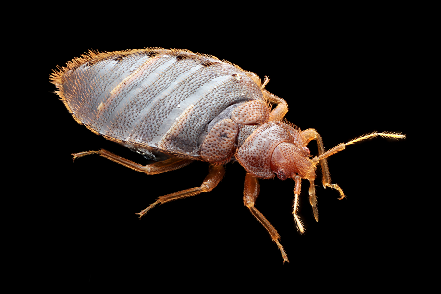 Get-Rid-Of-Bed-Bugs