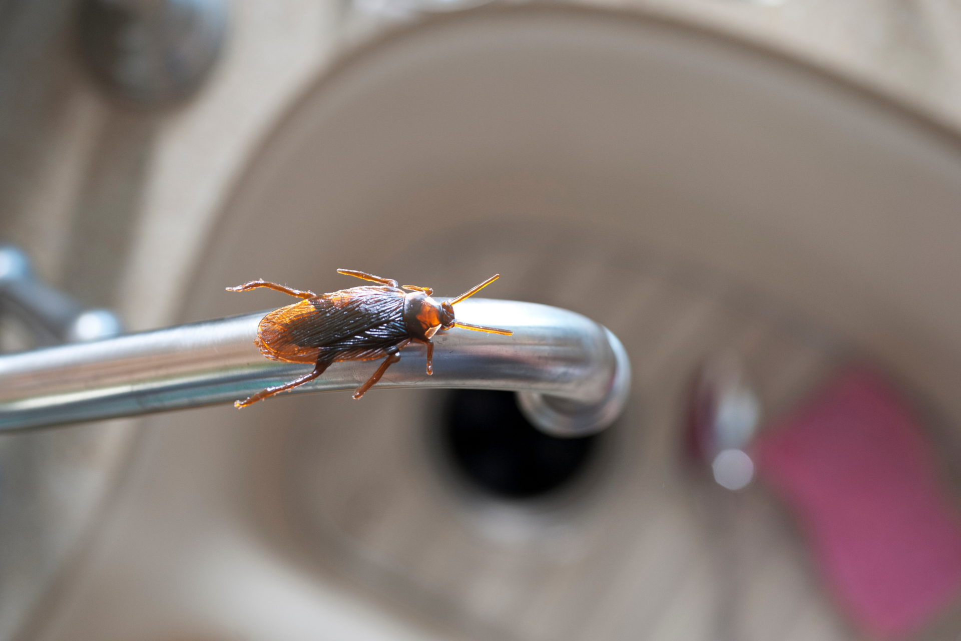 A cockroach is sitting on a faucet in a bathroom.