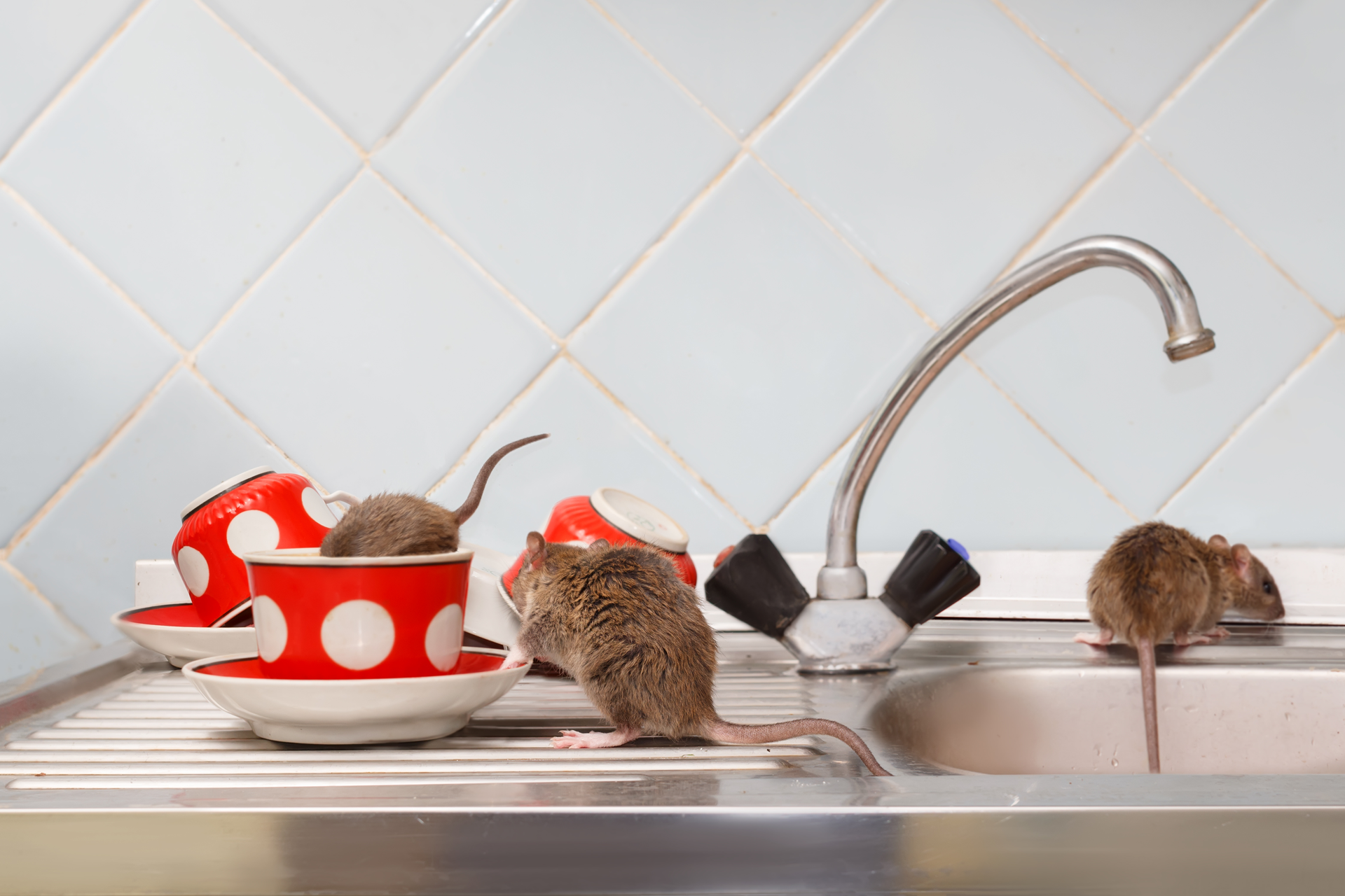 rats-in-kitchen