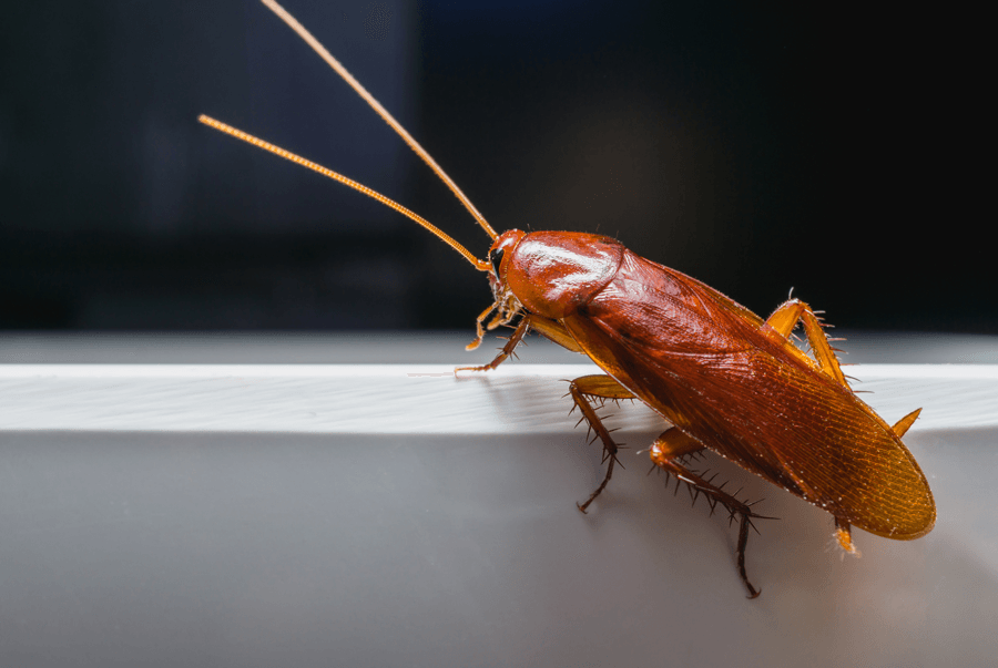 Roaches | Elite Pest Control