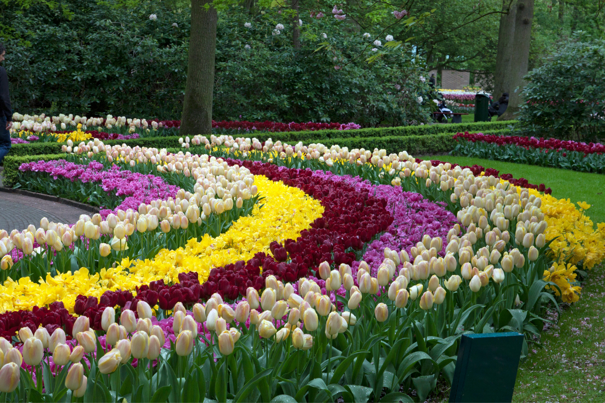 a garden filled with lots of different colored flowers