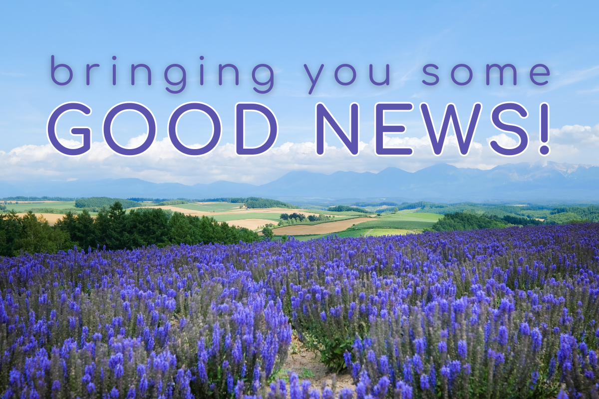 A field of purple flowers with the words bringing you some good news