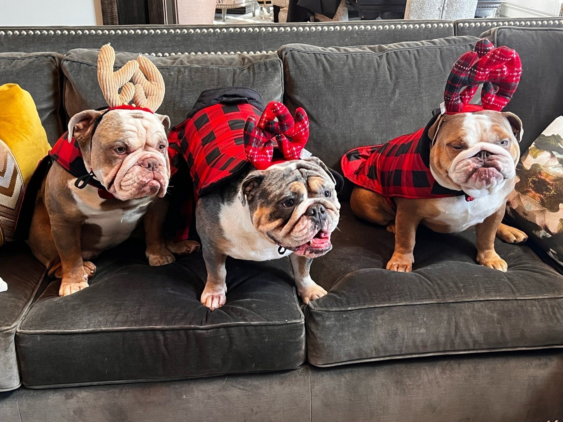 Three dogs wearing christmas outfits are sitting on a couch