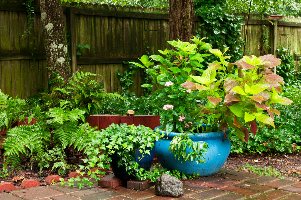 Two potted plants are sitting on a brick patio next to a wooden fence.