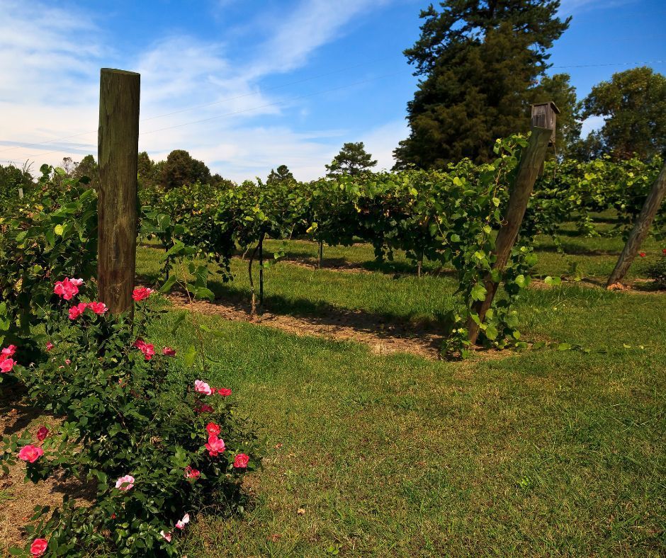 Wine Tasting in WinstonSalem A Guide to Yadkin Valley Wines