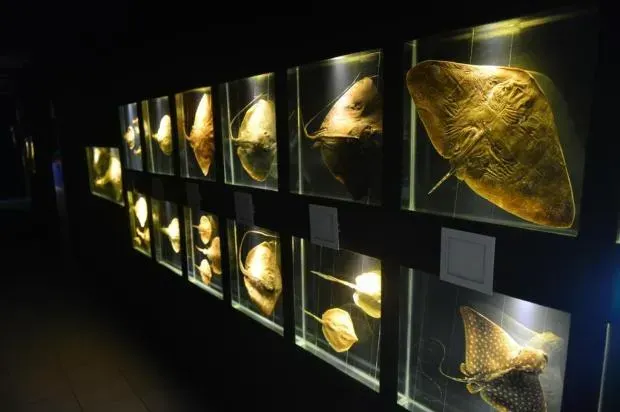 Fileiras de arraias preservadas e outros espécimes marinhos expostos em caixas de vidro iluminadas em um ambiente escuro de museu.