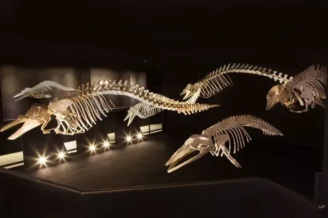 Quatro esqueletos de baleia suspensos em uma sala escura, iluminados por holofotes. Os esqueletos parecem estar em movimento.