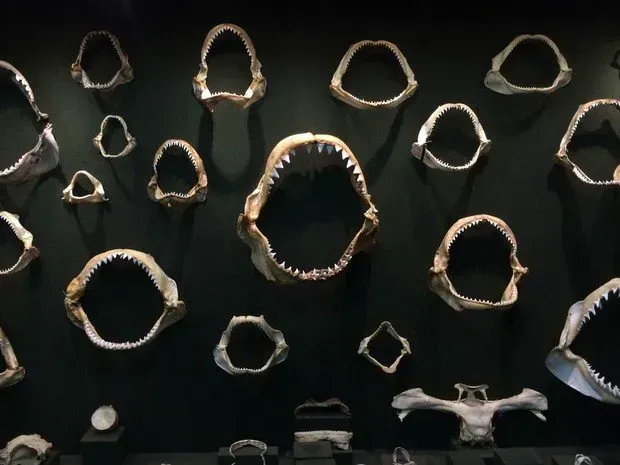 Exposição de várias mandíbulas de tubarão montadas em uma parede escura, exibindo diferentes tamanhos e formatos de dentes.