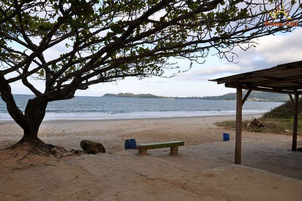 Cena de praia com uma árvore, banco e abrigo em primeiro plano; oceano e terra distante ao fundo.