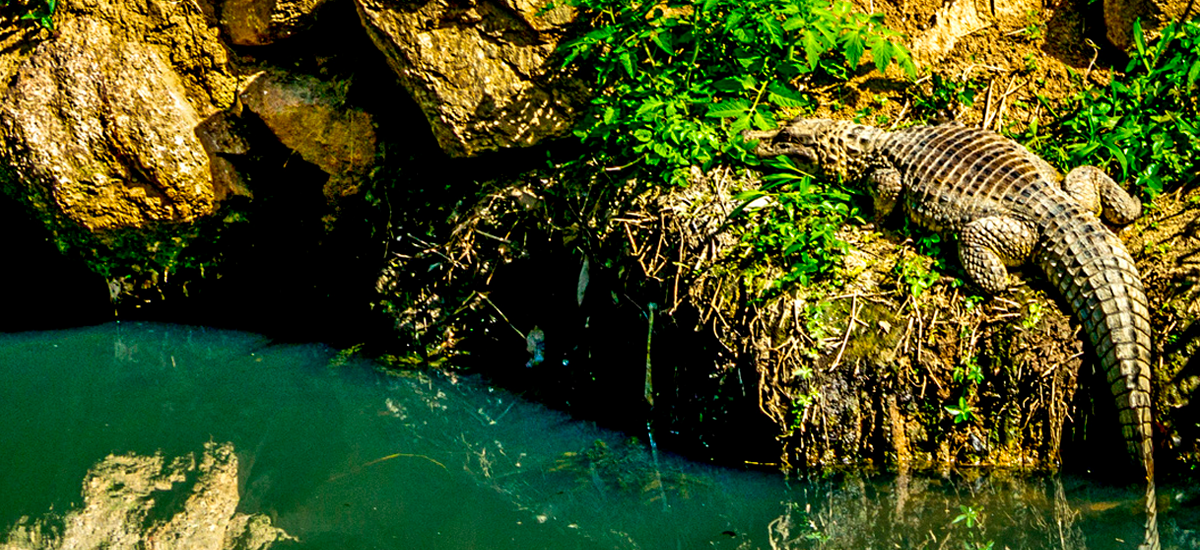 fauna de florianópolis