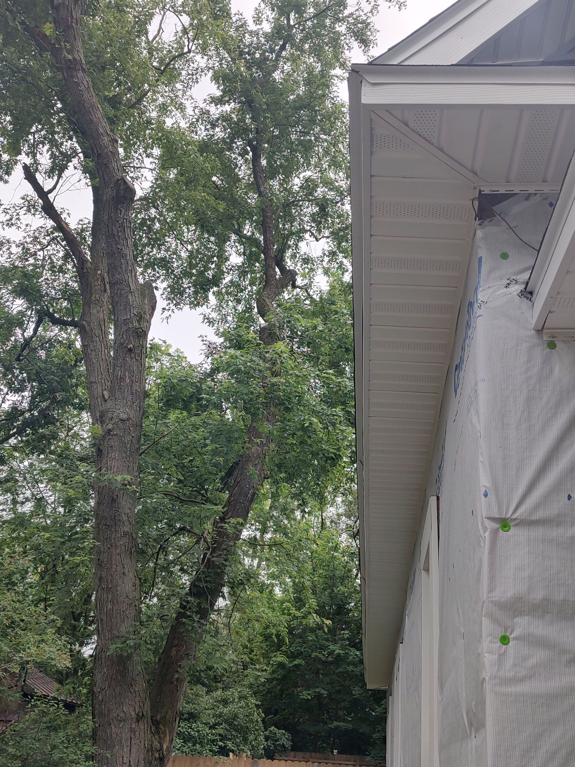 A tree is growing on the side of a house.