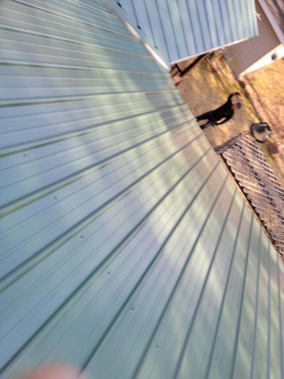 A black dog is standing on the side of a house