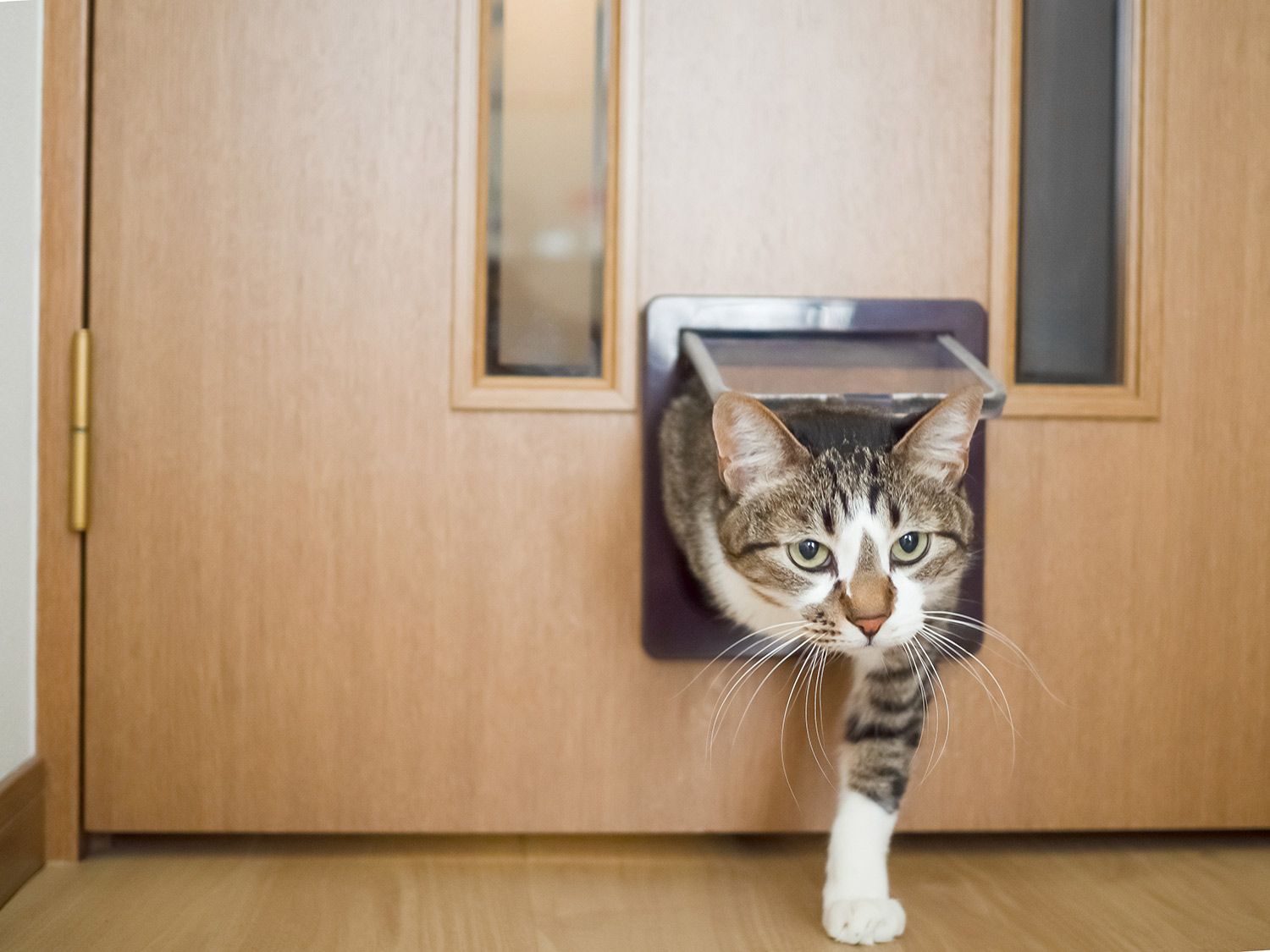 View of a grey and white cat entering the house through a pet door.
