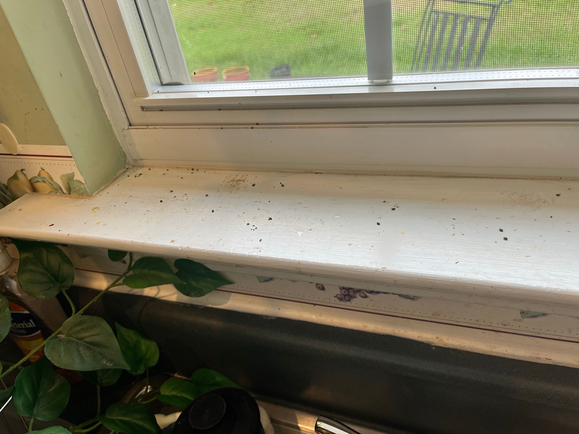 White windowsill with visible dust and debris, a green leafy plant in the foreground, and a window screen.
