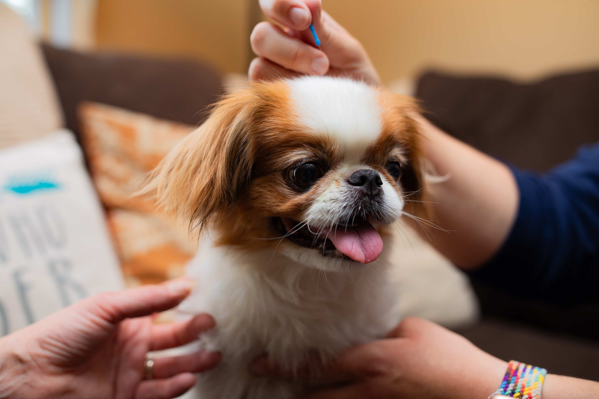 a person giving acupuncture to a small brown and white dog on a couch .