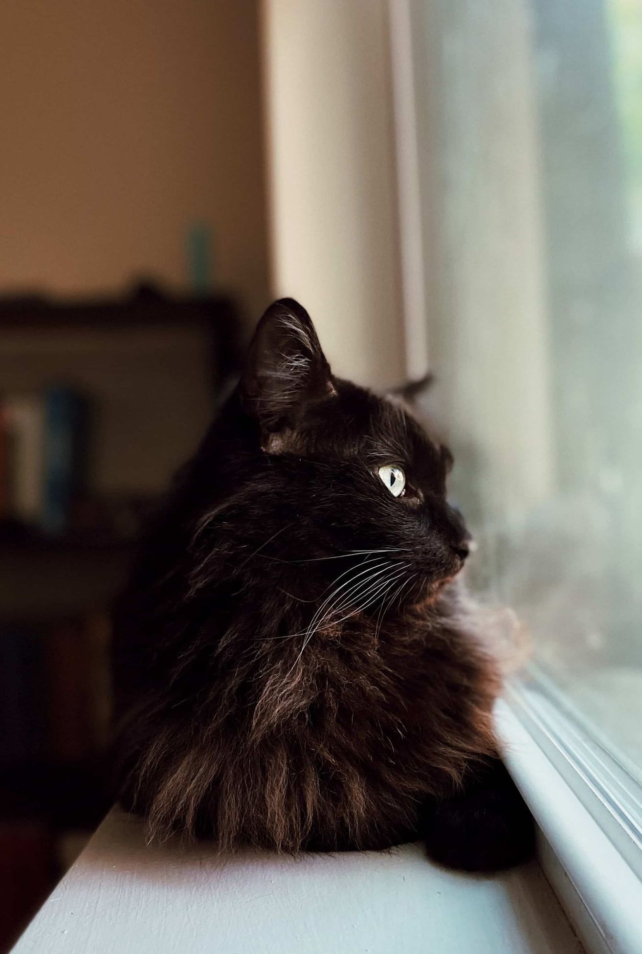 a black cat is sitting on a window sill looking out the window .