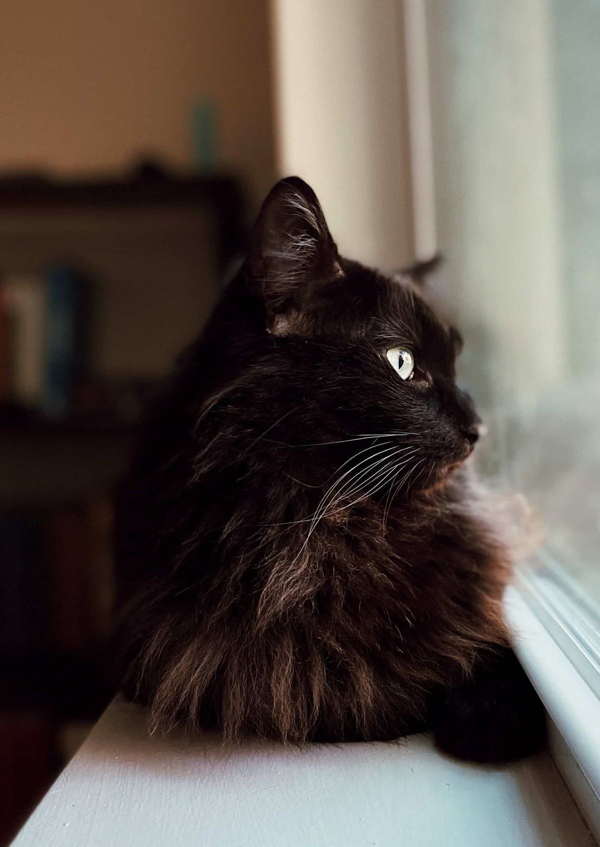 a black cat is sitting on a window sill looking out the window .