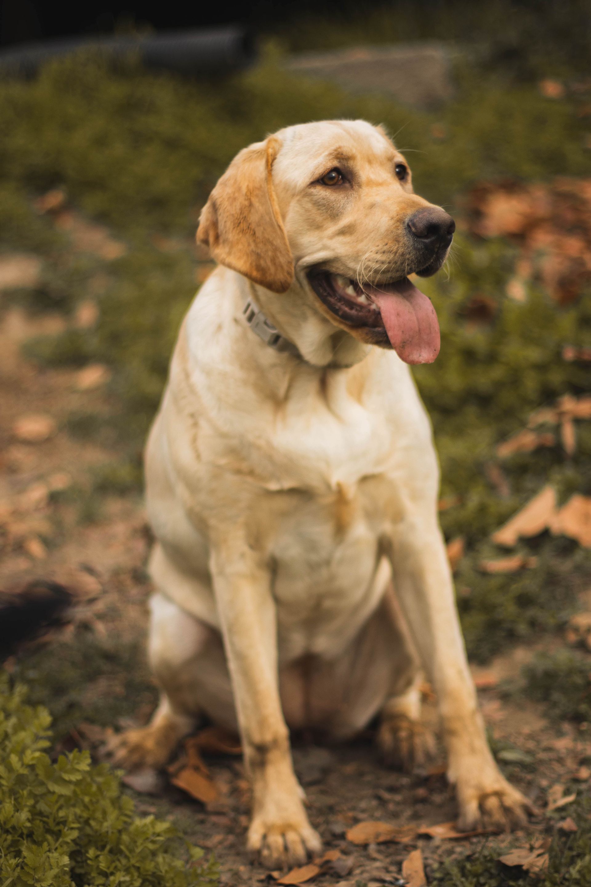 a yellow labrador retriever is sitting in the grass with its tongue hanging out .