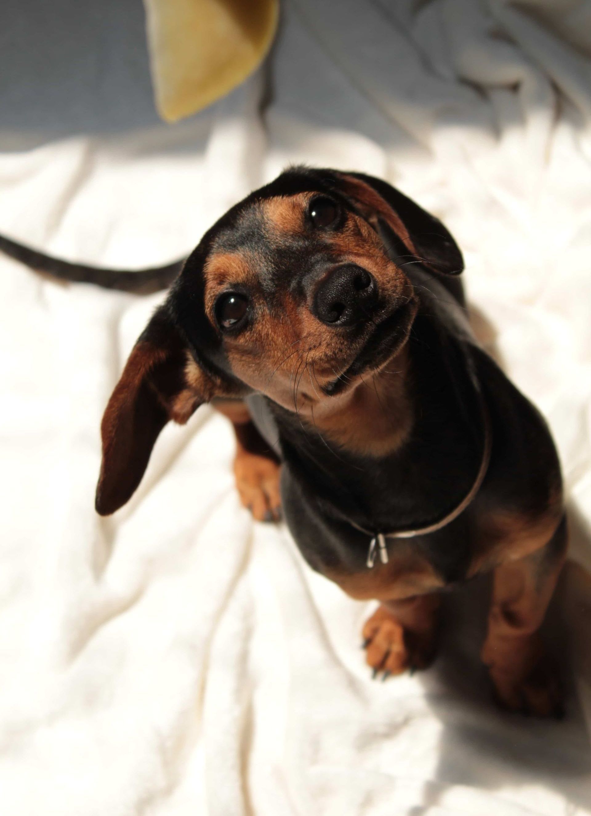 a dachshund is sitting on a bed and looking up at the camera
